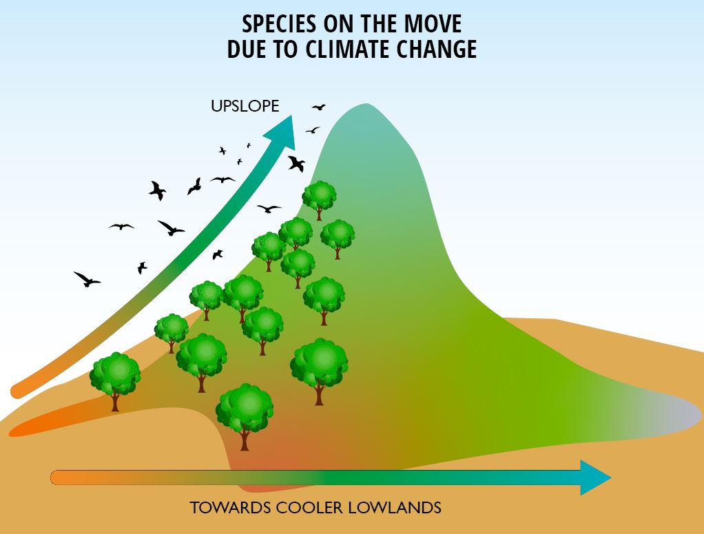 Possible species responses to increasing temperatures under climate change.